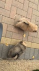 Pomeranian tata pro bezplatn osvojen.