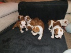 Anglick Bulldog tata pro bezplatn osvojen.