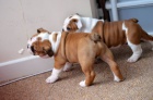 Anglick Bulldog tata pro bezplatn osvojen.