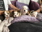 Anglick Bulldog tata pro bezplatn osvojen.