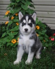 Rozkon sibisk husky ttka