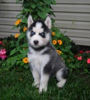 Rozkon sibisk husky ttka