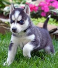 Sibirsk husky + s PP.