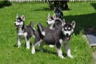 Sibirsk husky + s PP.