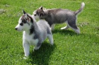 Prodej tat Sibisk husky s PP