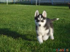 Velmi hezk feneka Sibiskho Husky hled nov domov.