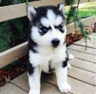 Sibisk husky
