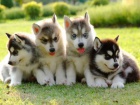Šteniatka Sibirsky Husky