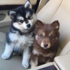 Štěňata Pomsky hledají své navždy domovy.