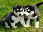 Siberian husky štěňata