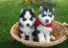 Siberian husky štěňata