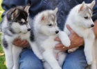 Sibirský husky