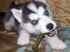 Sibiřský husky štěňata