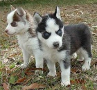 Modr oi Sibisk husky ttka