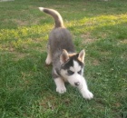 Modr oi Sibisk husky ttka