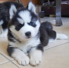 Sibisk husky 