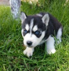 Zdrav sibisk Husky tata