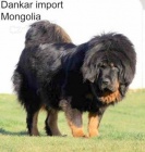 Tibetská doga s PP