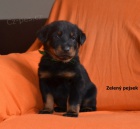 Francouzsk ovk - Beauceron