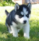 tata Sibiskho husky Modr oi pipraveny
