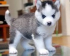 Musk a sibisk husky ttka k dispozici