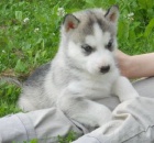 Sladk sibisk husky tata Na prodej
