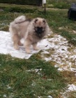 Nmeck pic vl / Keeshond