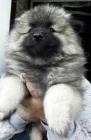 Nmeck pic vl / Keeshond