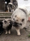 Nmeck pic vl / Keeshond