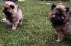 Nmeck pic vl / Keeshond