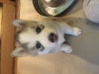ttka sibiskho huskyho