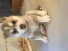 ttka sibiskho huskyho
