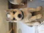 ttka sibiskho huskyho