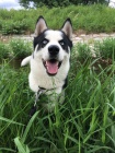 Darujeme sibiskho huskyho