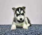 Sibisk husky pro svobodn pijet