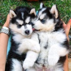 modr oi Husky sibisk