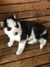 Sibisk husky pro svobodn pijet