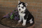 Samci a samice ttek sibisk Husky 99 dn modr oi