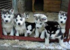 Sibisk Husky