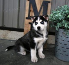 tata plemene sibiskho husky