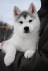 sibisk husky samice tn