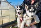 ttka sibiskho husky 