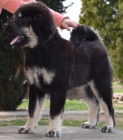 Tibetská doga - štěně s PP