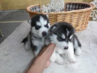 Krsn sibisk Husky tata pro domc mazlky