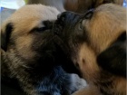 štěňata belgických malinois zoufale hledají nové domy