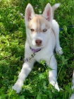 zdrav ttka husky