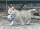 istokrevn tn sibiskho Husky