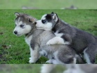 Sibisk Husky tn