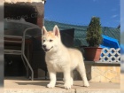 Sibisk Husky tn
