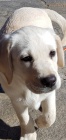 štěně - bílá labradorka - 3 měsíce